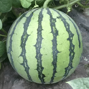 Red-Fleshed Thin-Skinned Sweet Watermelon
