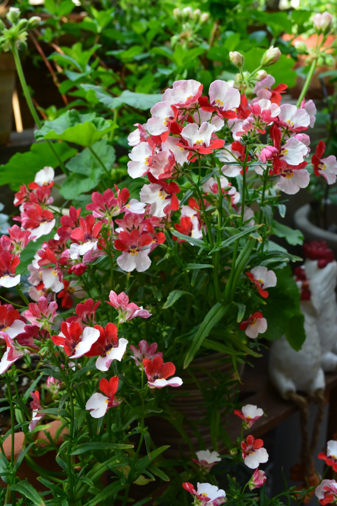 💐💐The teeming world-Dragon Face Flower