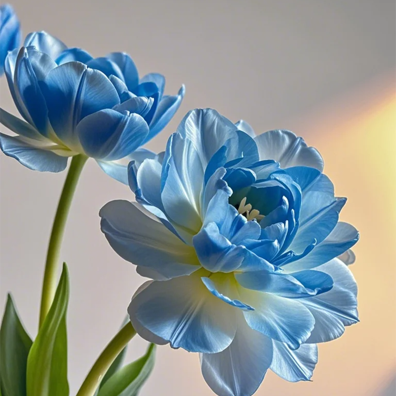 🌷 Tulip Bulbs: Your Gateway to Vibrant Spring Blooms! 🌷