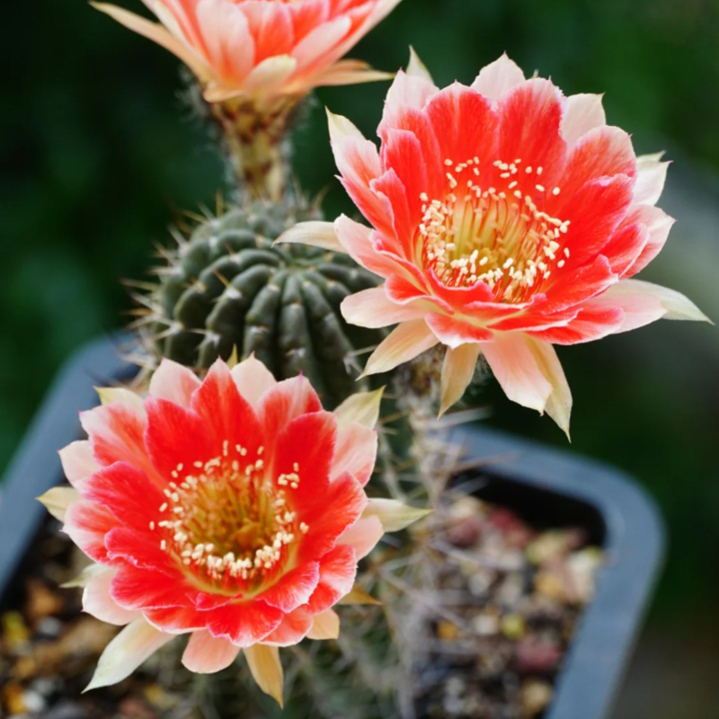 Easy care🌵🌸Flowering Cactus Seeds