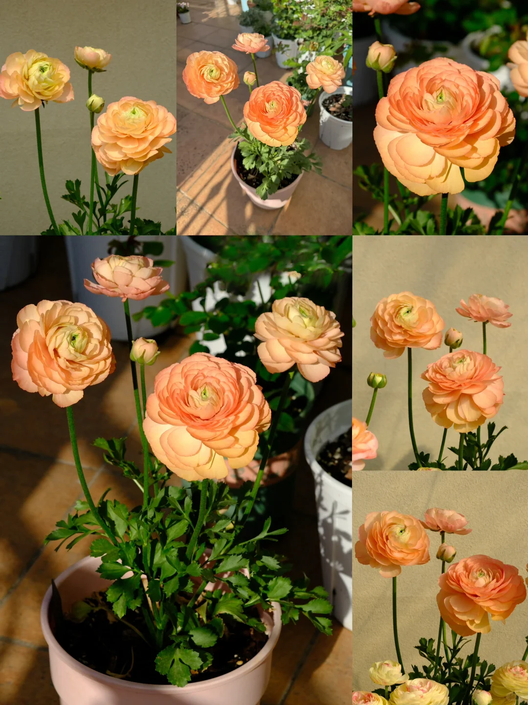 🌷 The most beautiful flower in the garden - buttercups