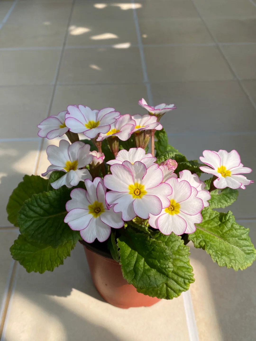 Low light 🌼 Small balcony 🌸 Plant it 🌹 Primrose