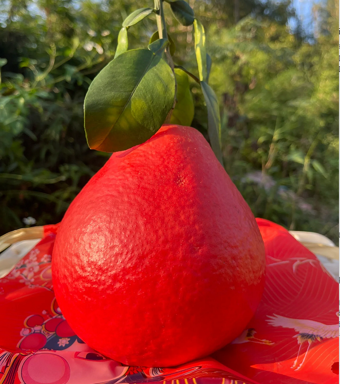 Perfume Red Pomelos Seeds