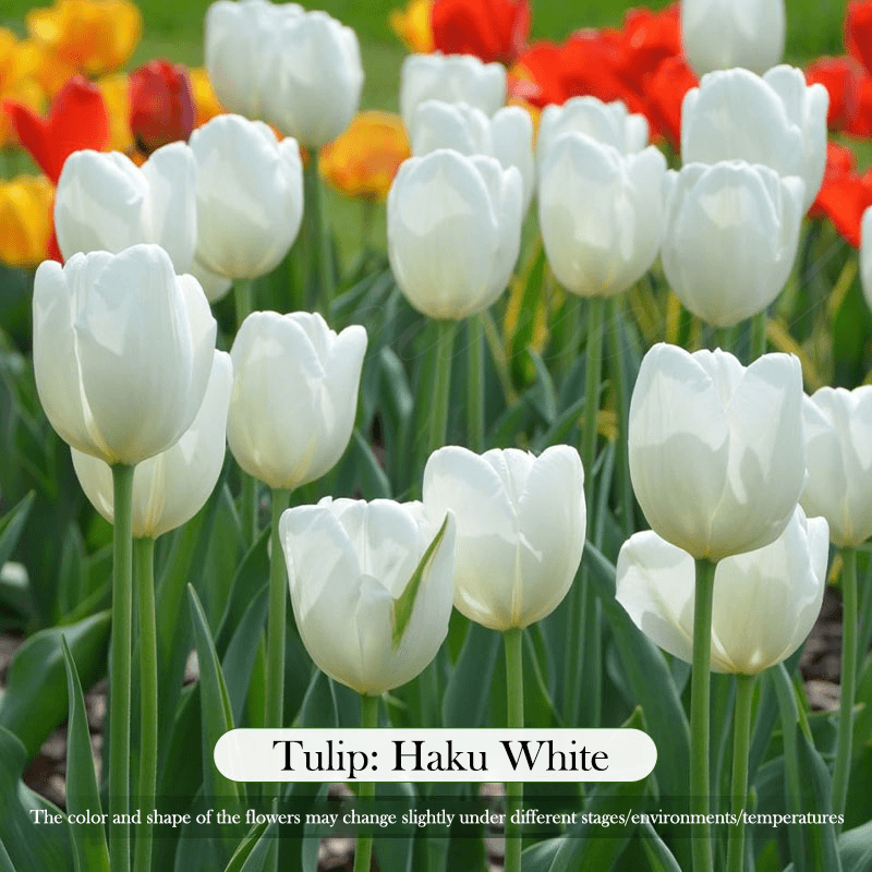  Tulip Bulbs 🌷 - Brighten Your Garden with Stunning Spring Blooms 🌸