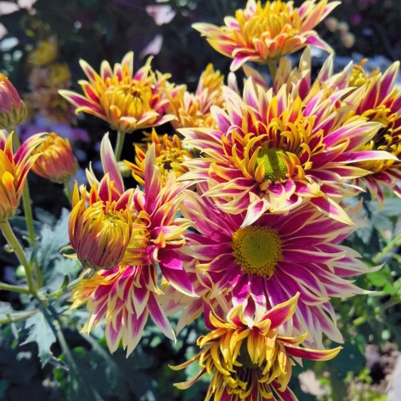Rare Treasure Chrysanthemum Seeds 🌸✨