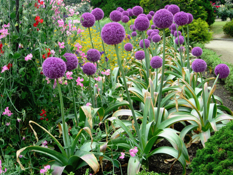 🌸 Giant Allium: A Royal Bloom for Your Garden 💜