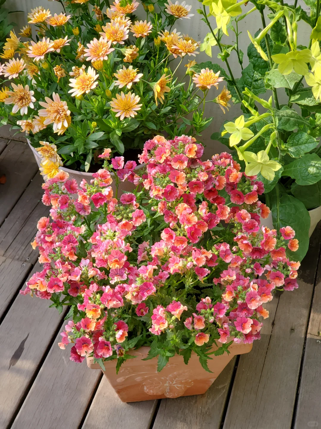 💐💐The teeming world-Dragon Face Flower