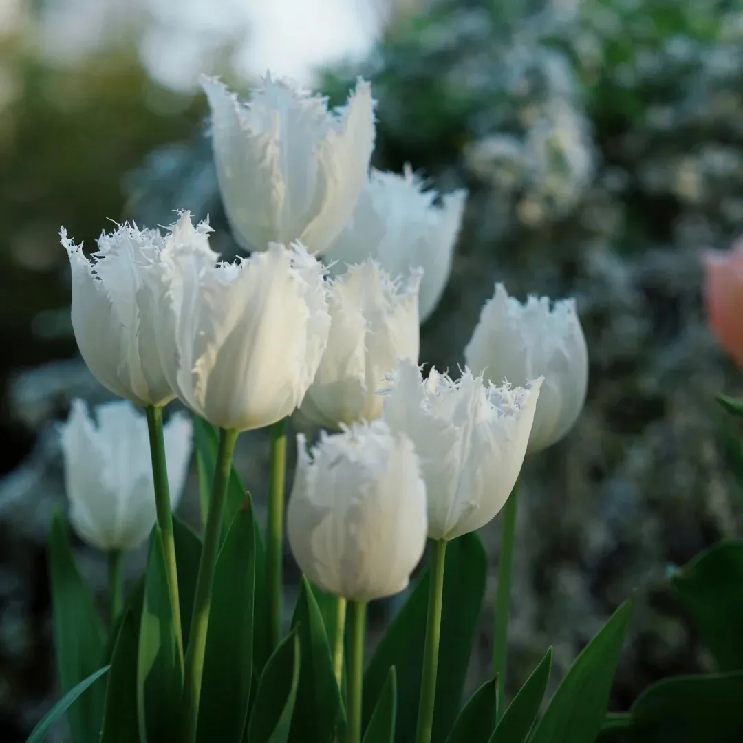 🌷 Tulip Bulbs: Your Gateway to Vibrant Spring Blooms! 🌷