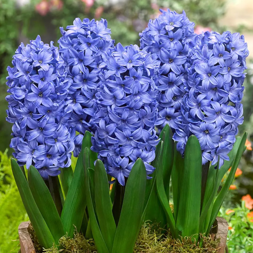 💐Hyacinth—Pure Happiness