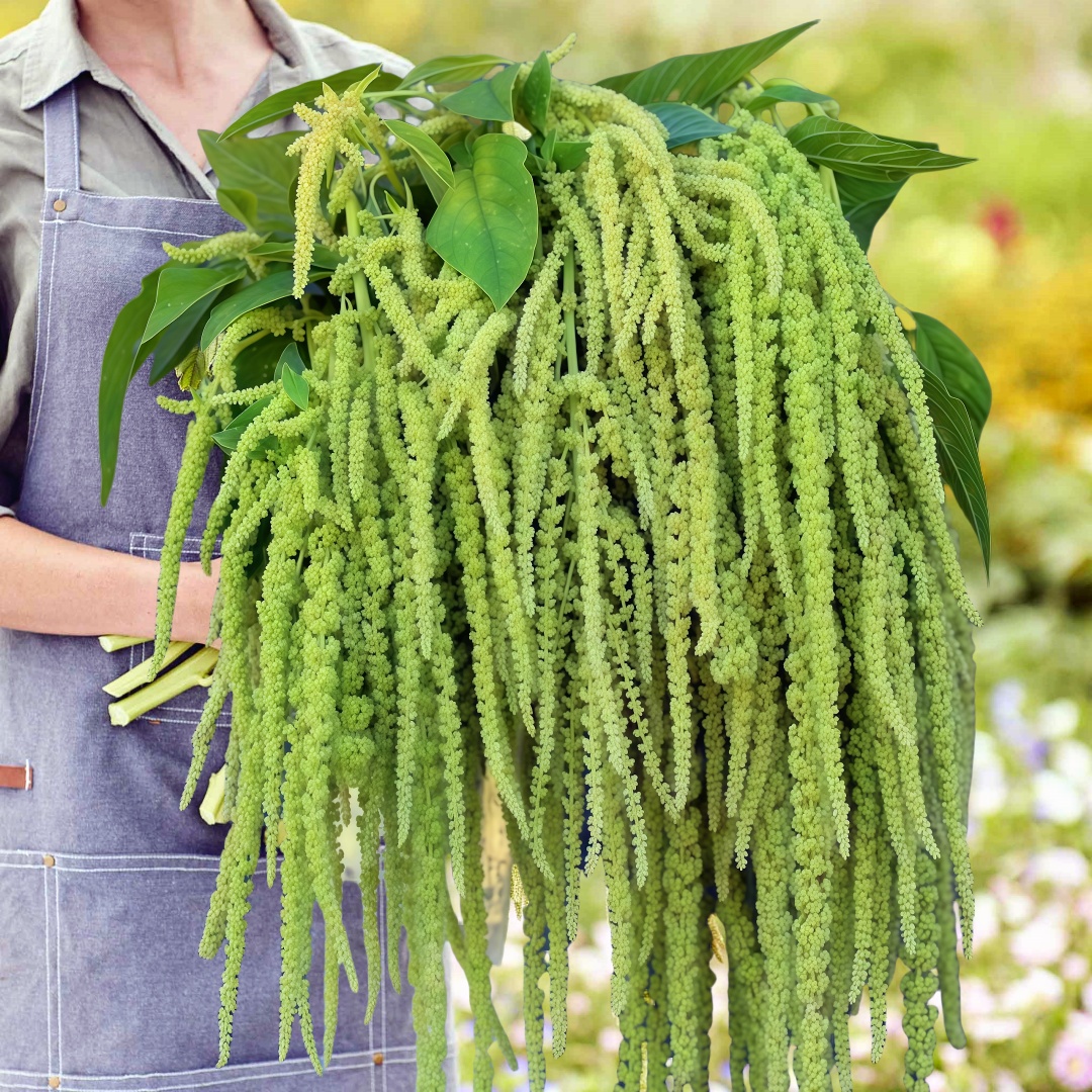 🌿 Amaranthus Caudatus Seeds – The Stunning & Nutritious Love-Lies-Bleeding! 🌾
