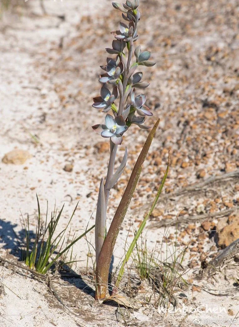 The Enigmatic Bluebell Sun Orchid (Thelymitra ixioides) – Rare Seeds Now Available!