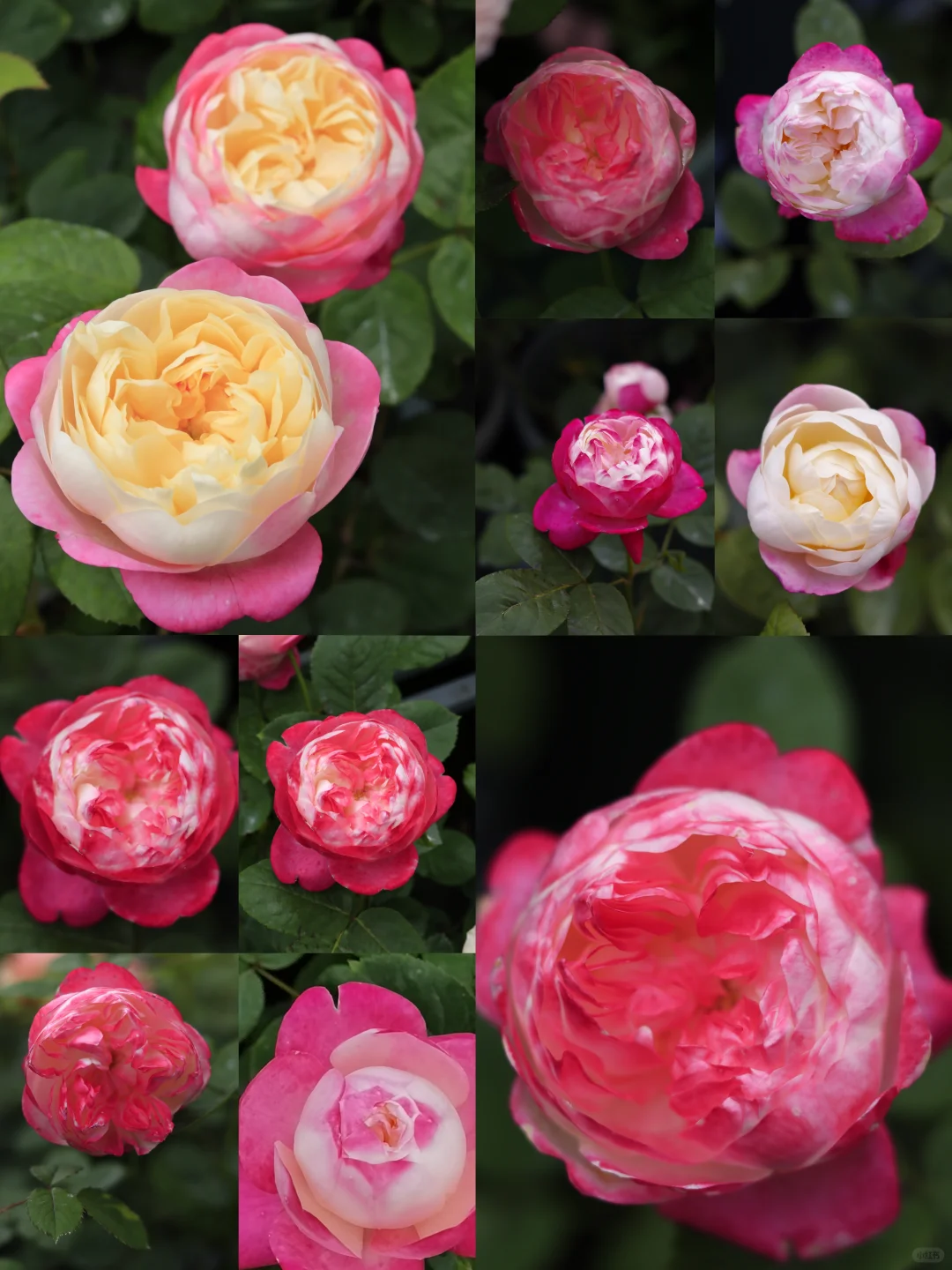 🌈 simply a dreamy love flower 🌷 and chambered moonflower