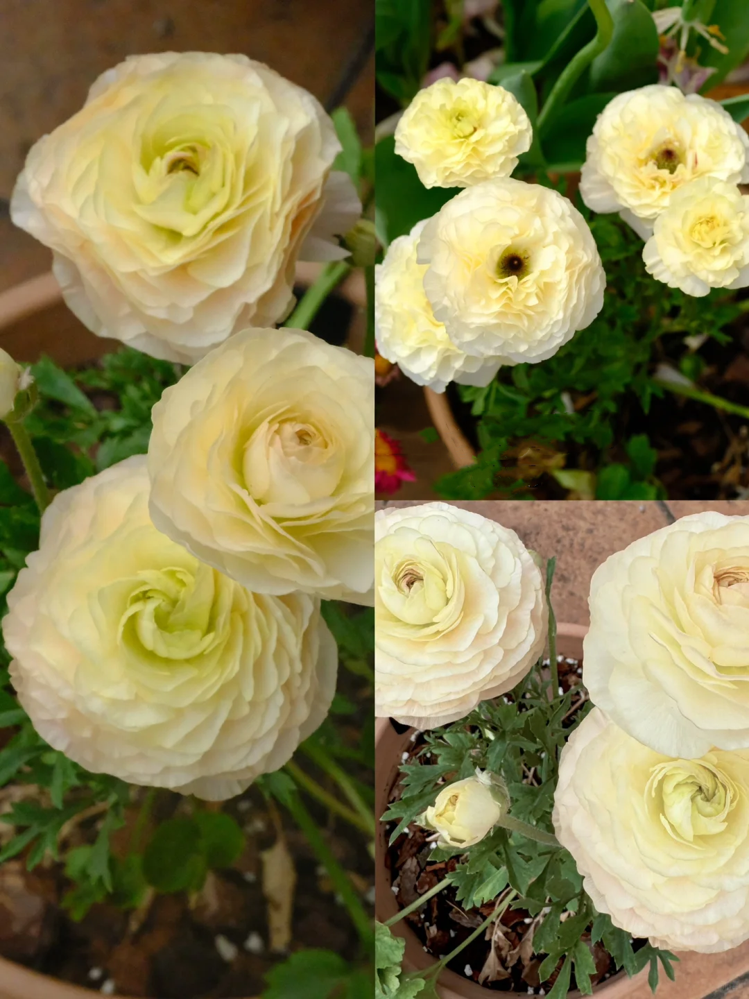 🌷 The most beautiful flower in the garden - buttercups