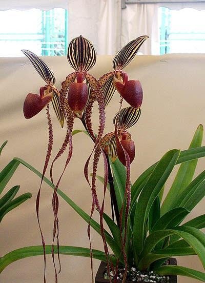 Graines de Paphiopedilum parishii - Graines d'orchidée rare