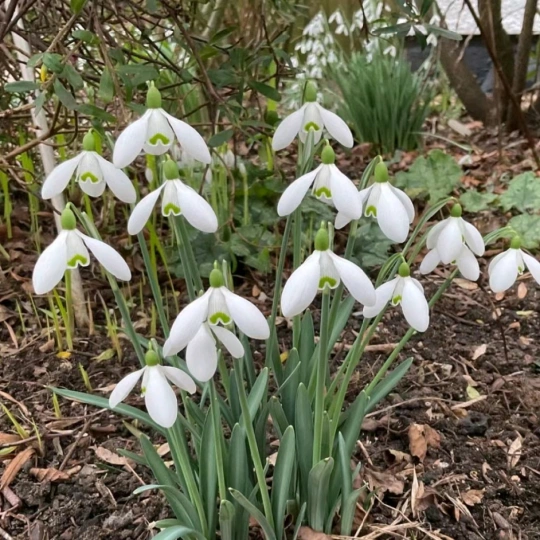 Snowdrop Bulbs❄️🌸- The First Sign of Spring