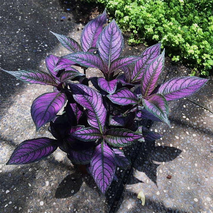 Persian Shield Hued Foliage Plant