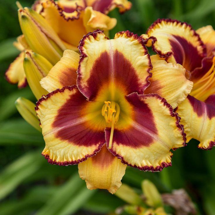 YELLOW DAYLILY HYBRID FLOWERS SEED