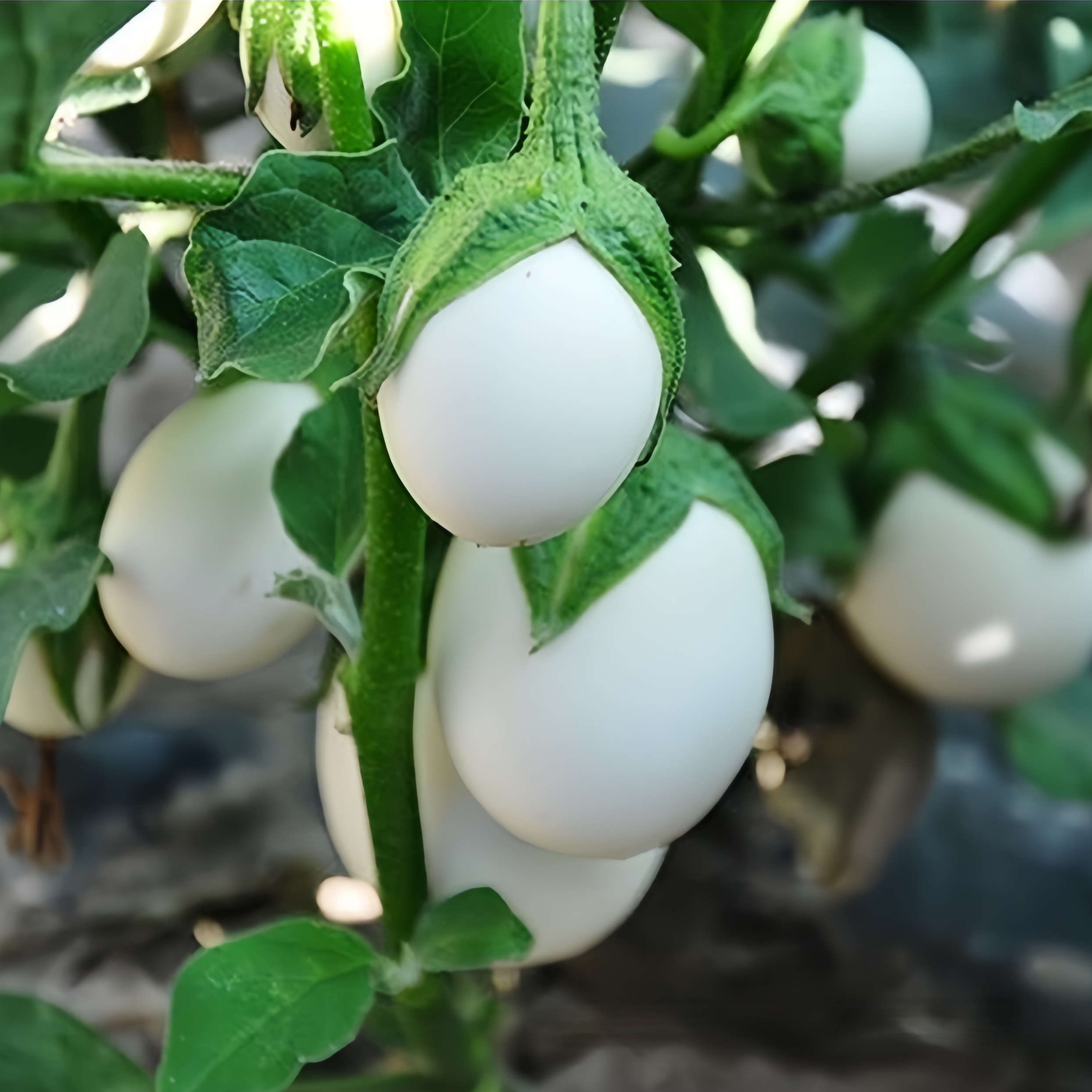 White Eggplant Seeds – Solanum melongena 🌱🍆