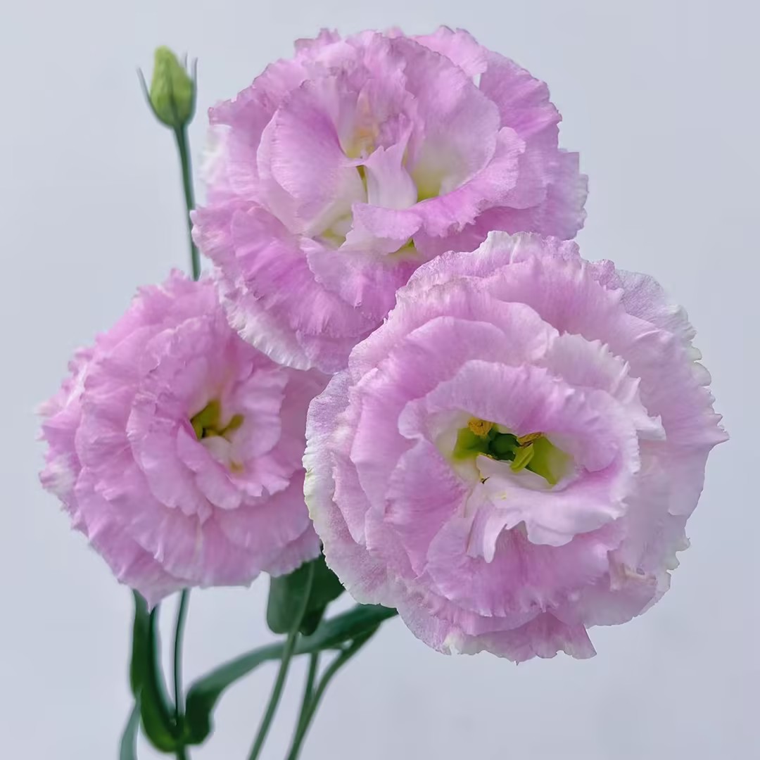 🌷Lisianthus Seeds 🌈Year-Round Double Blooms🌟