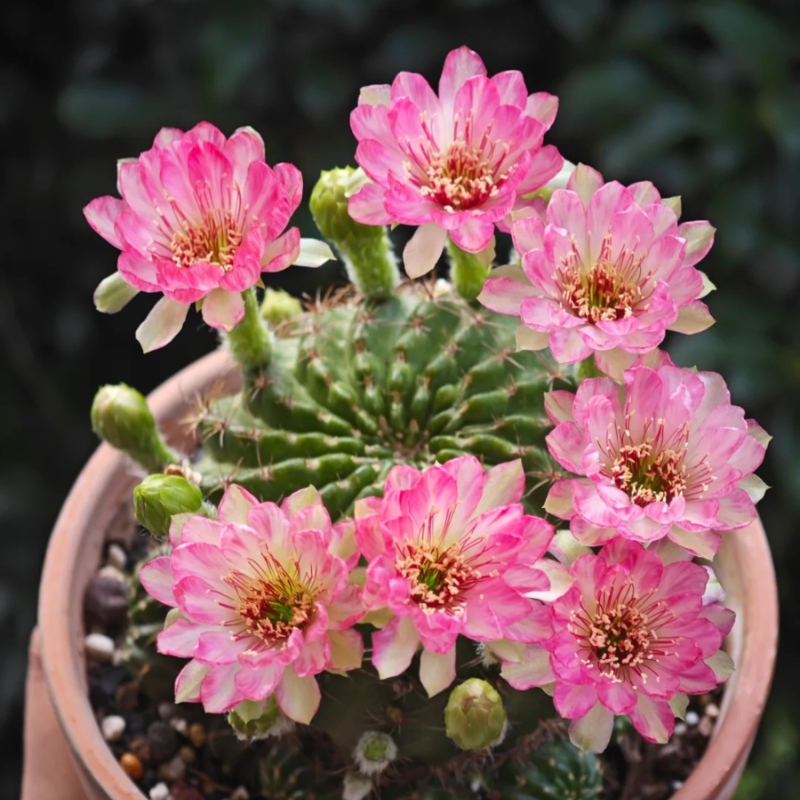 Easy care🌵🌸Flowering Cactus Seeds