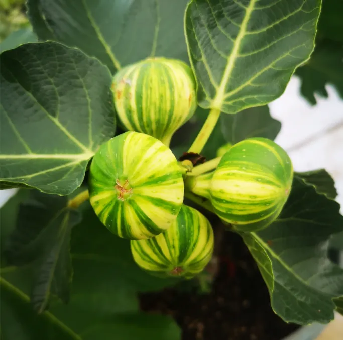 ?Rainbow Figs (BNR Figs) �C Pretty And Delicious