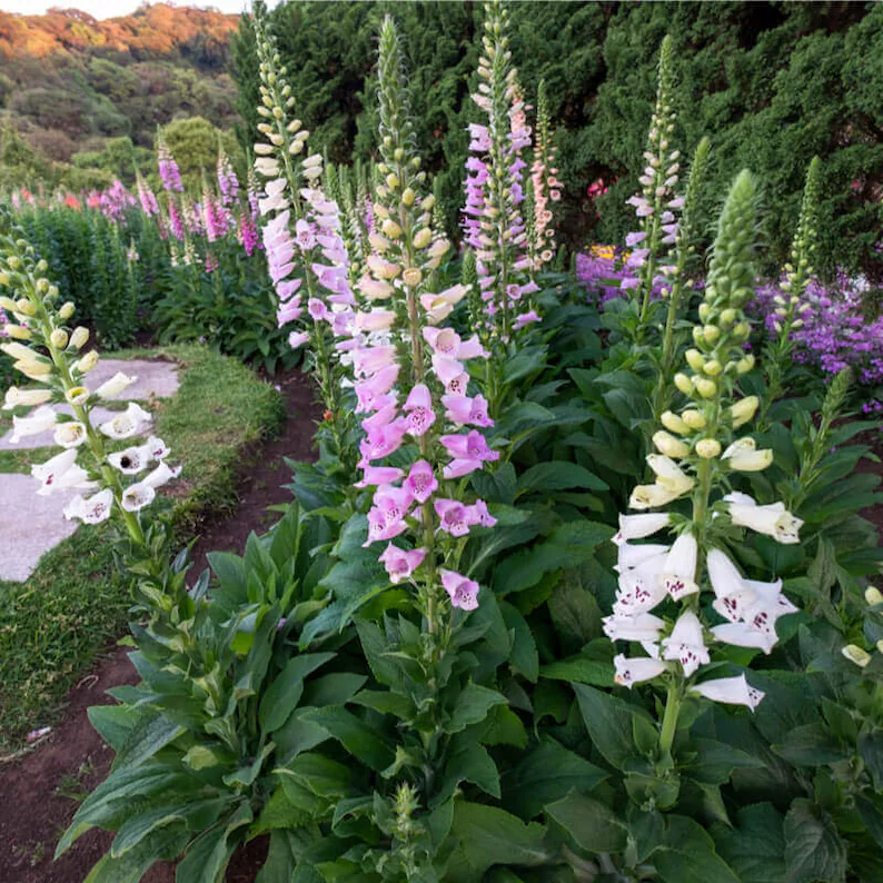 Foxglove Flower Seeds