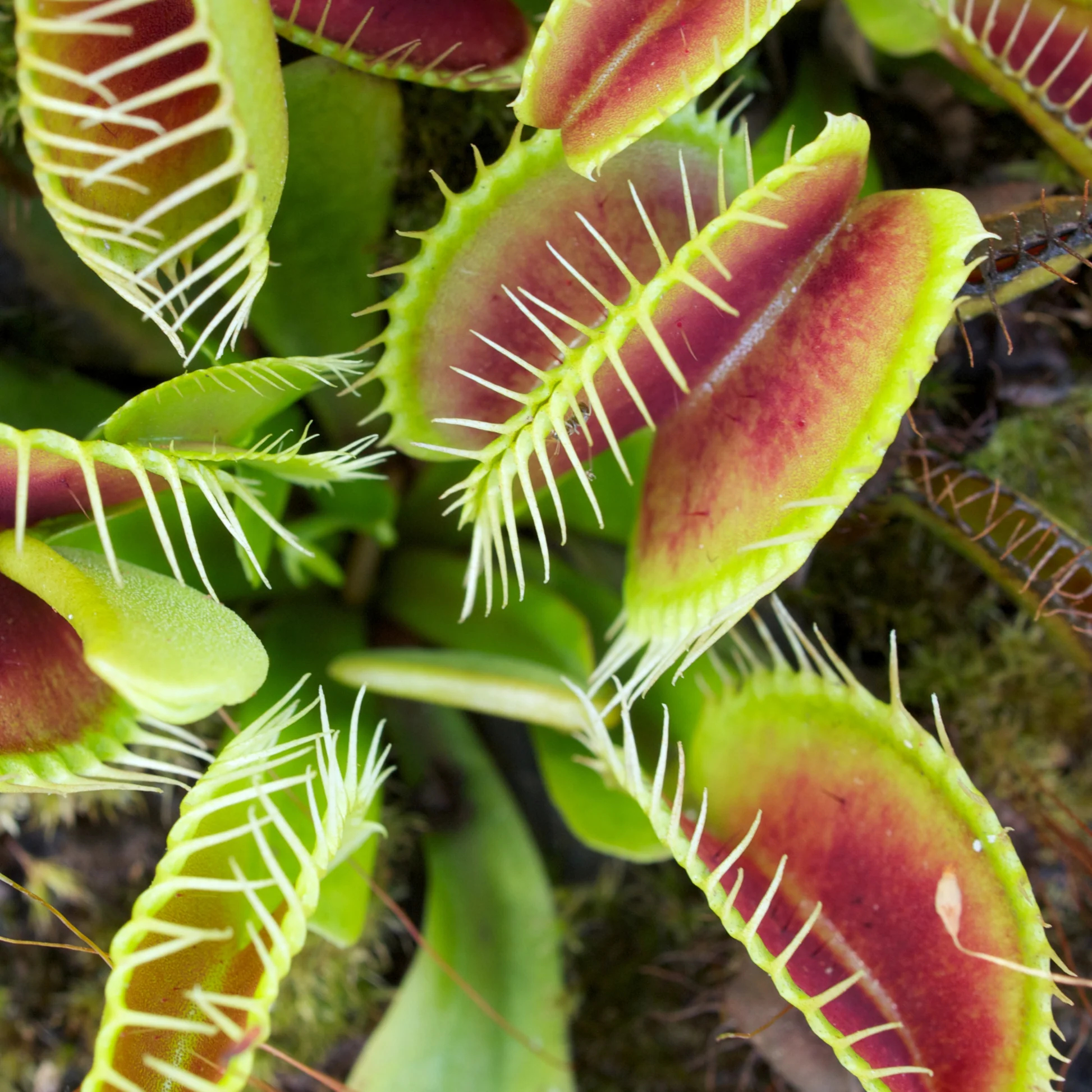 Carnivorous Plants Seeds