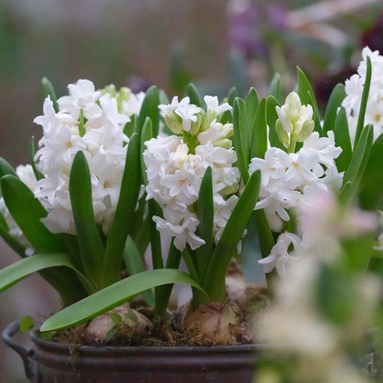 💐Hyacinth—Pure Happiness