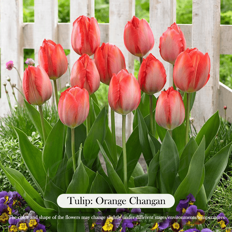  Tulip Bulbs 🌷 - Brighten Your Garden with Stunning Spring Blooms 🌸