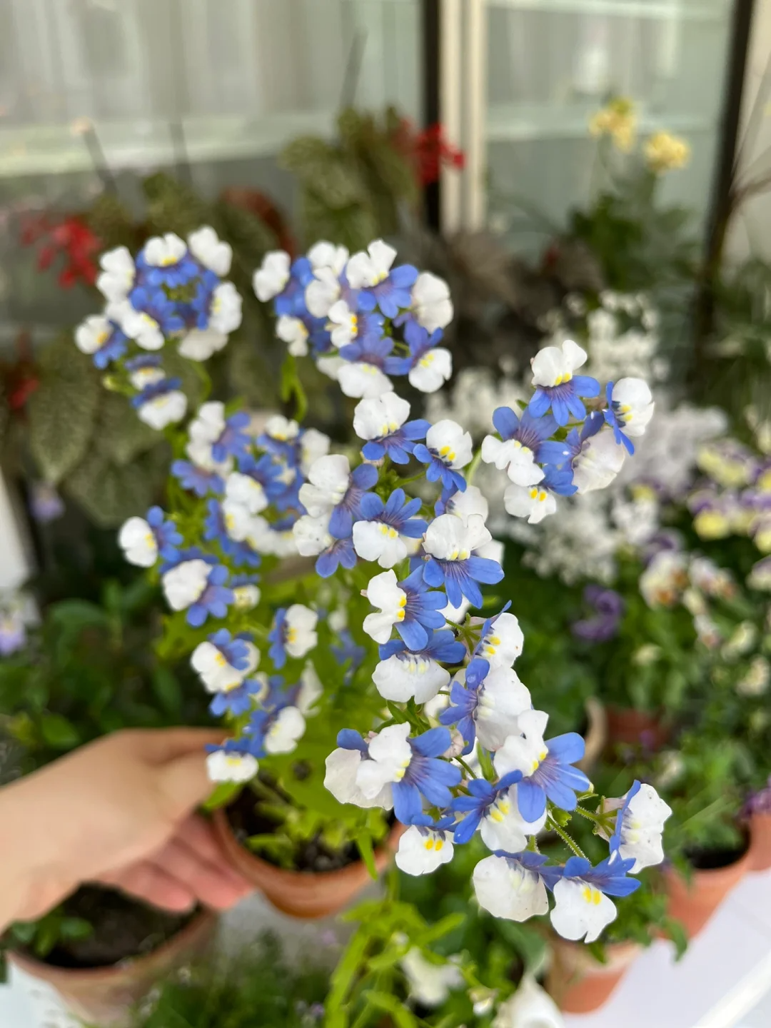 💐💐The teeming world-Dragon Face Flower