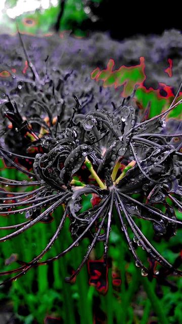 🌈Spider Lily Bulbs-Multicolor🌈