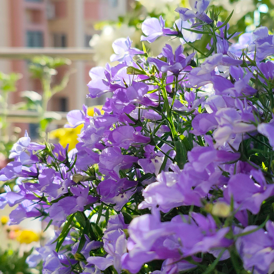 Lobelia Seeds - Blue Carpet