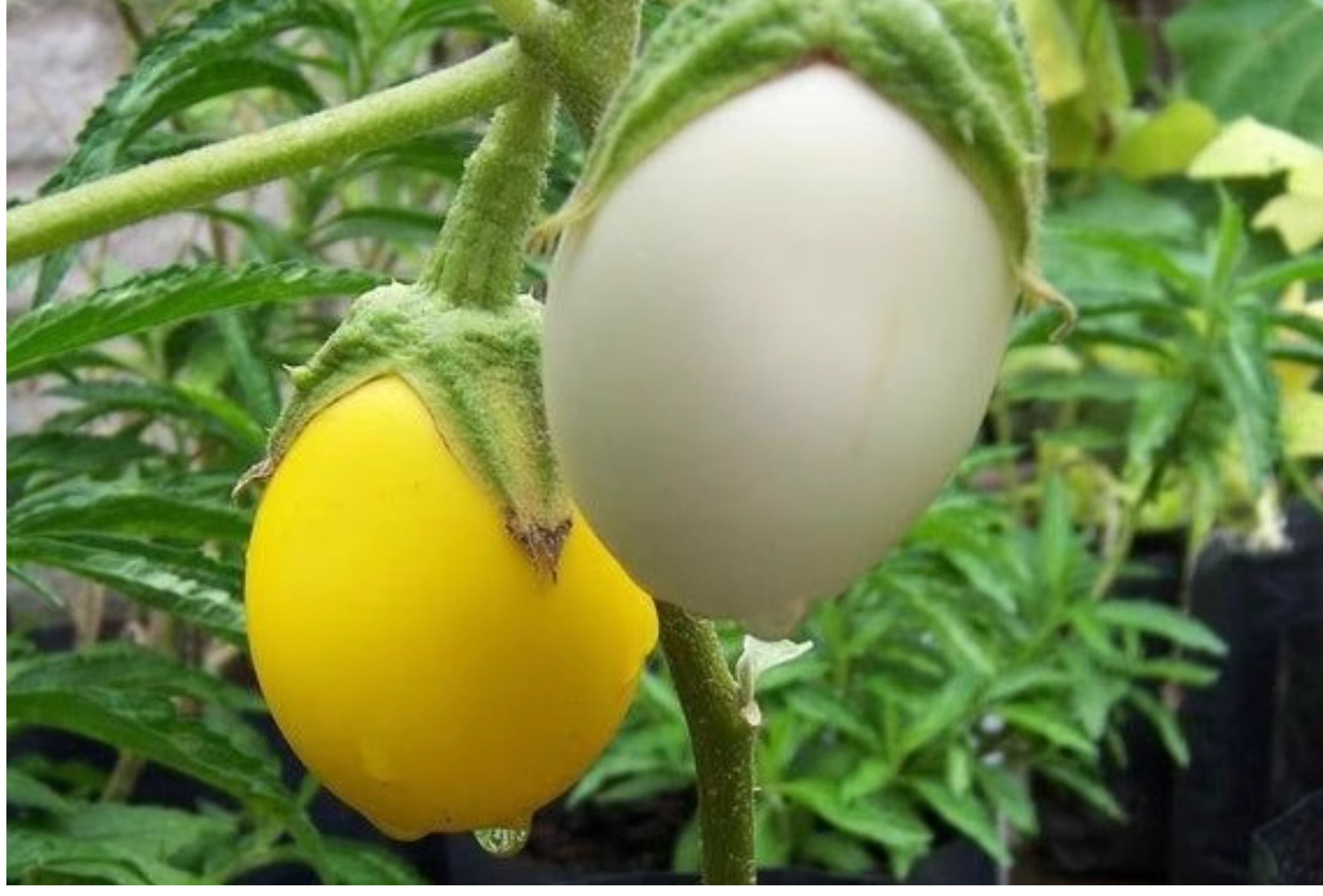 White Eggplant Seeds – Solanum melongena 🌱🍆