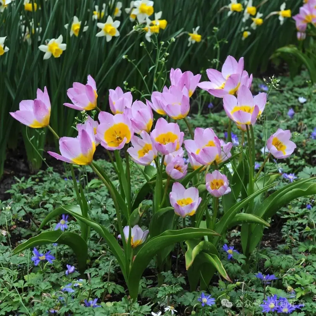🌷 Botanical Tulip Bulbs
