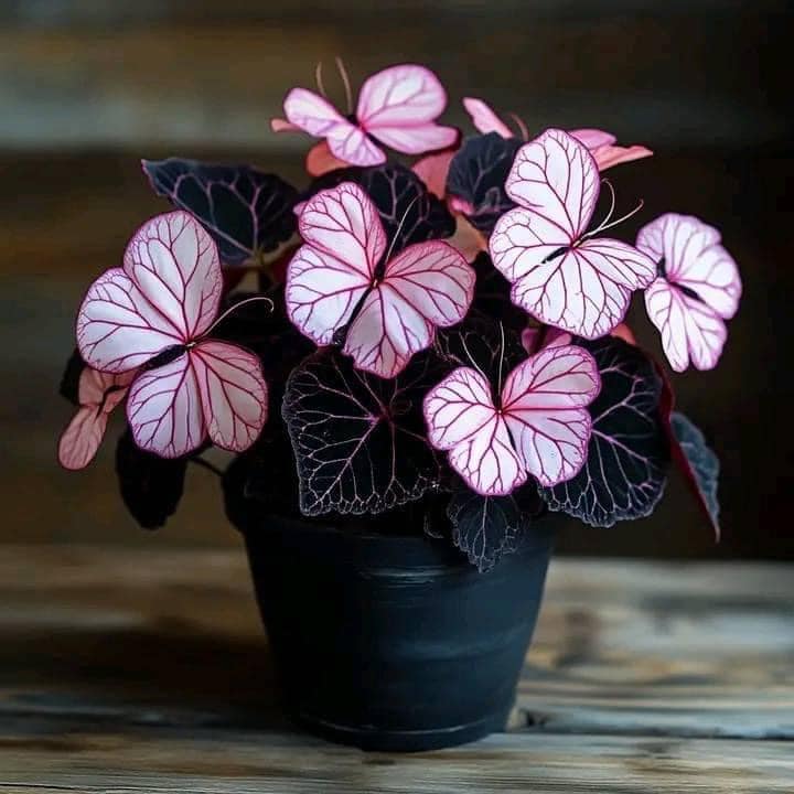 🔥🔥 50% Off 🎁 🌈 Rare Caladium Seeds