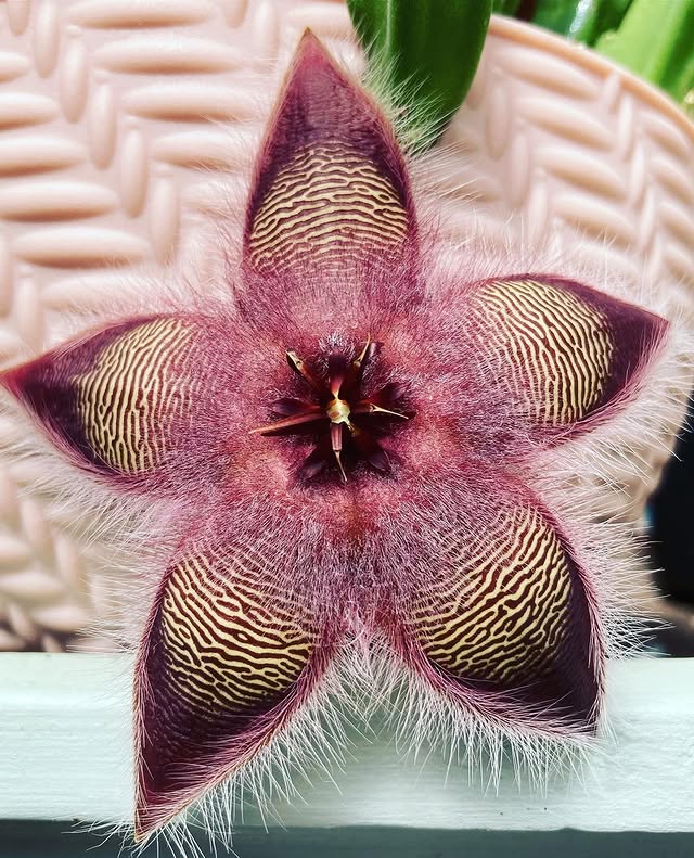 🌵 Stapelia hirsuta Seeds - A Unique Succulent Wonder 🌟