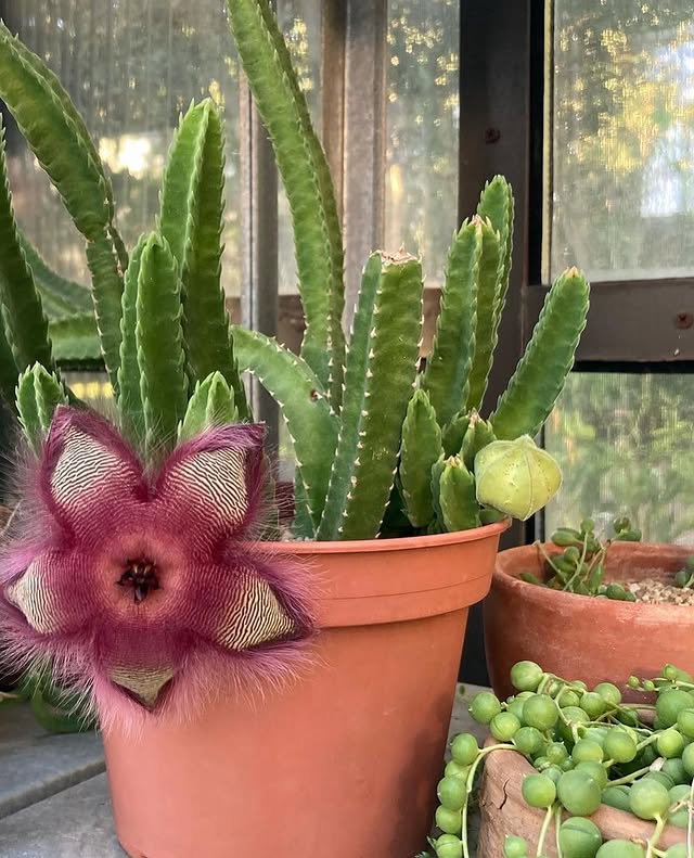 🌵 Stapelia hirsuta Seeds - A Unique Succulent Wonder 🌟
