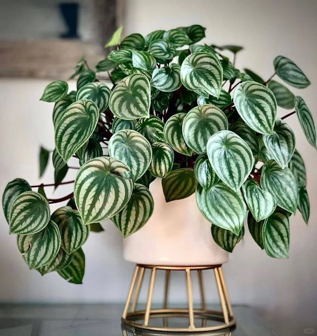 Watermelon Peperomia (Peperomia argyreia) Seeds