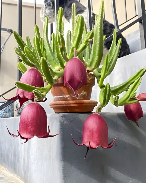 🌵 Stapelia leendertziae Bulbs - The Enchanting "Black Bells" 🌺