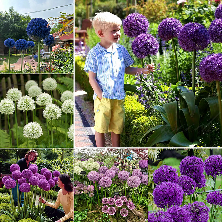 🌸 Giant Allium: A Royal Bloom for Your Garden 💜