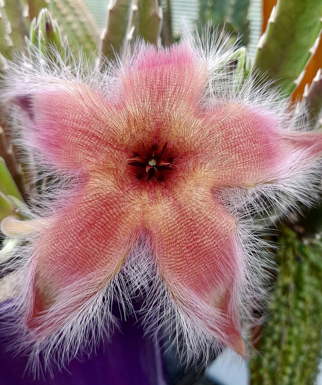 🌵 Stapelia hirsuta Seeds - A Unique Succulent Wonder 🌟