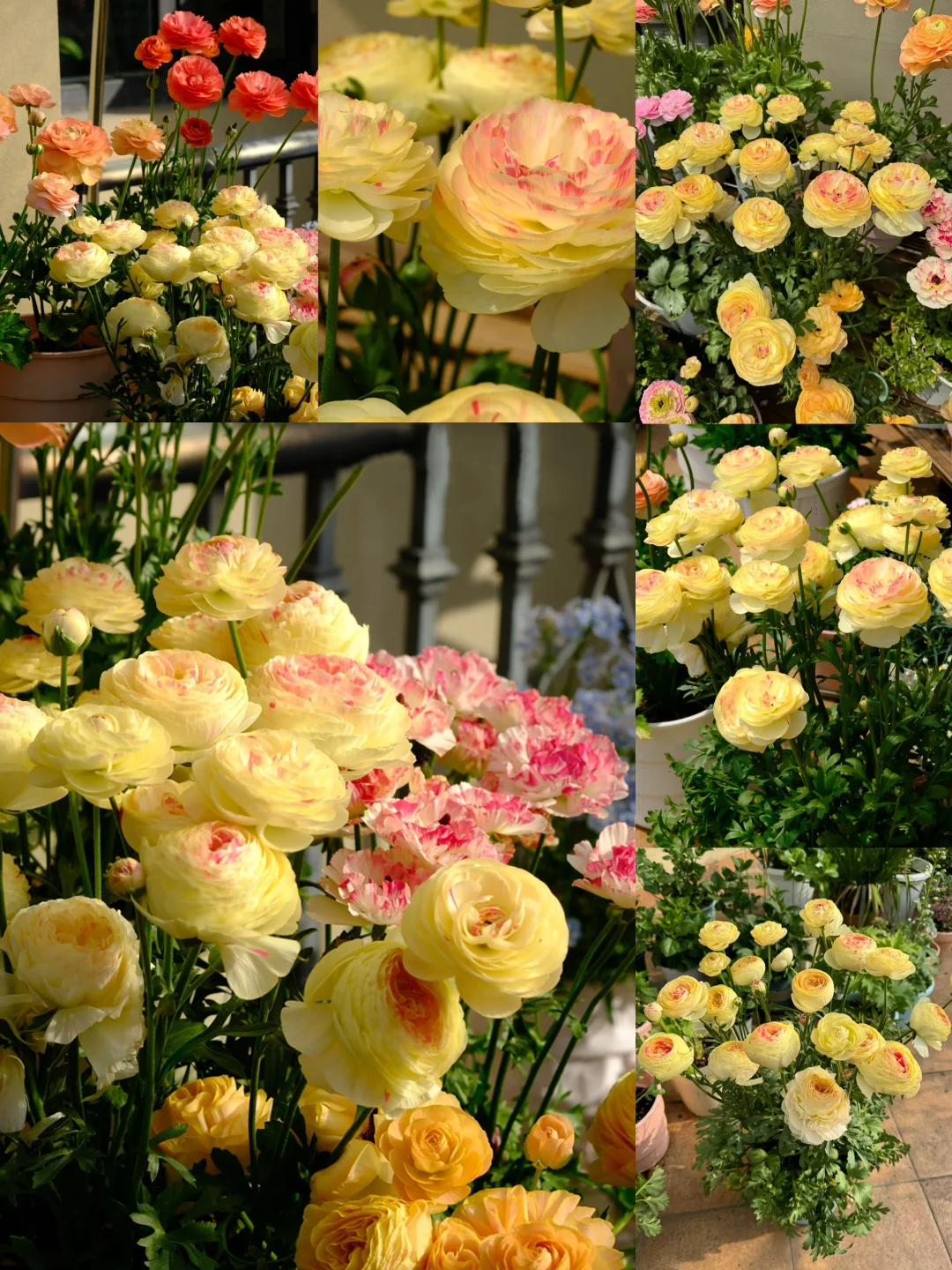 🌷 The most beautiful flower in the garden - buttercups