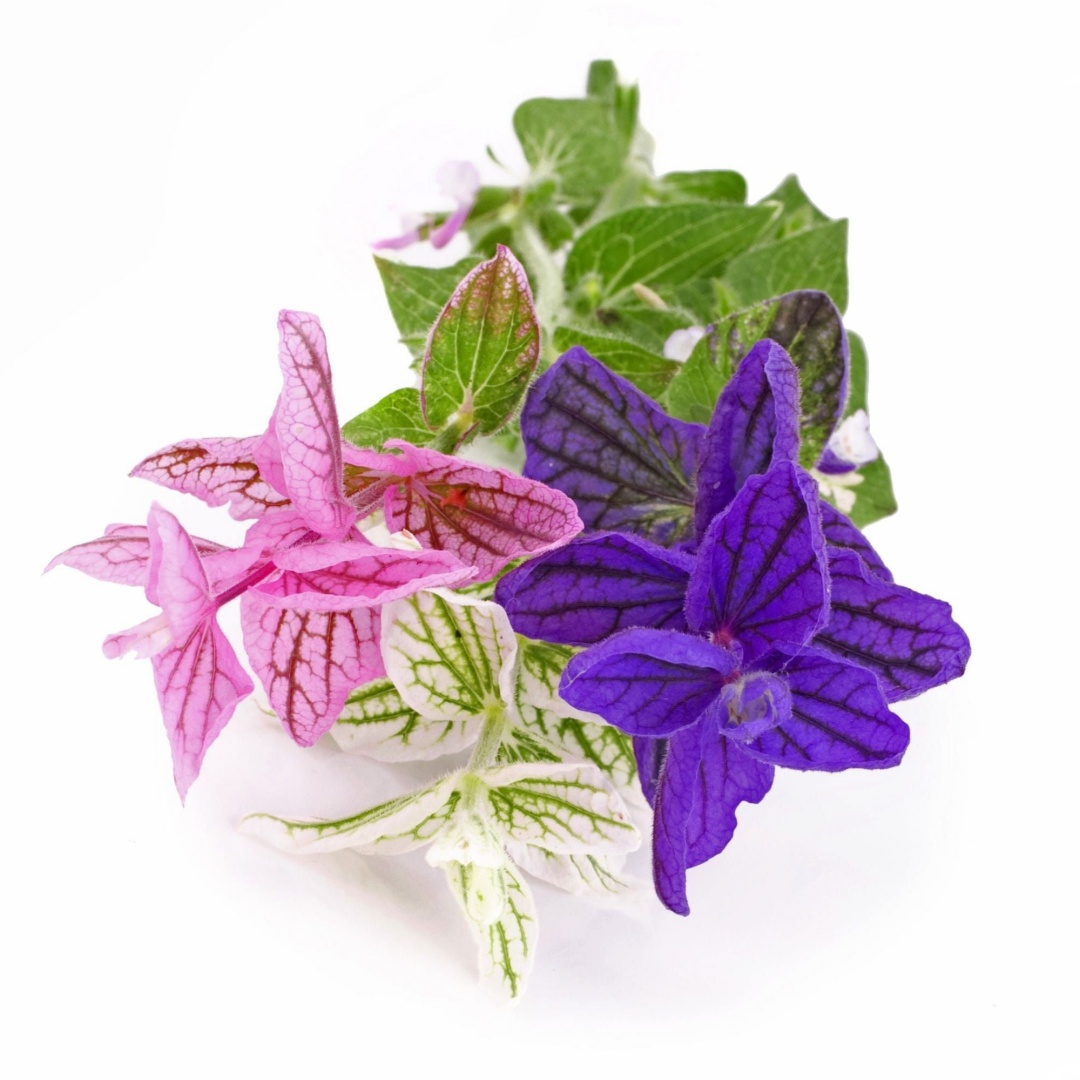 Sage (Salvia) Seeds – Blue Sage (Salvia officinalis) 🌿