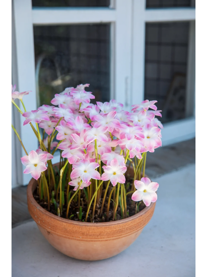 💧 Blooms After Rain – 🌼 Rain Lily Bulbs