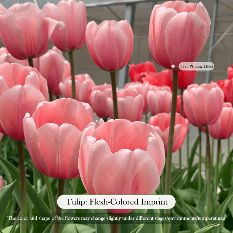  Tulip Bulbs 🌷 - Brighten Your Garden with Stunning Spring Blooms 🌸