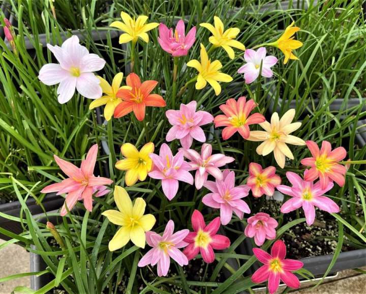 💧 Blooms After Rain – 🌼 Rain Lily Bulbs
