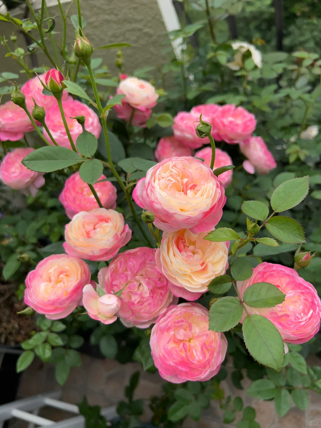 🌈 simply a dreamy love flower 🌷 and chambered moonflower