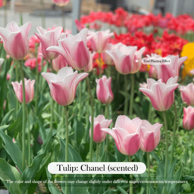  Tulip Bulbs 🌷 - Brighten Your Garden with Stunning Spring Blooms 🌸