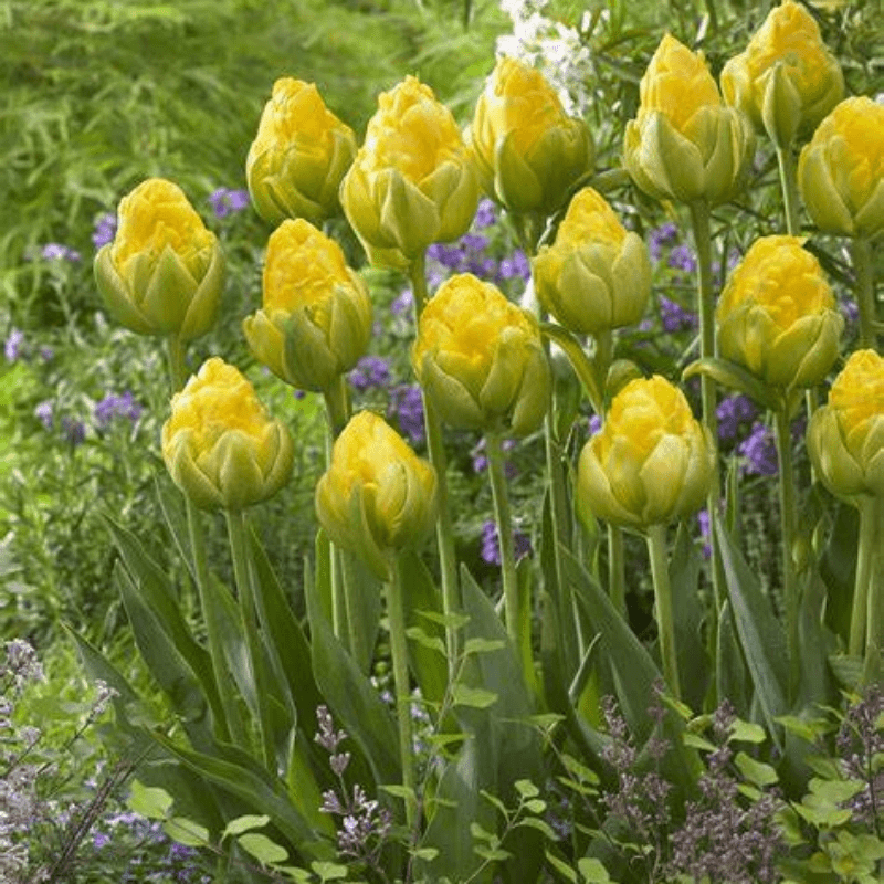  Tulip Bulbs 🌷 - Brighten Your Garden with Stunning Spring Blooms 🌸