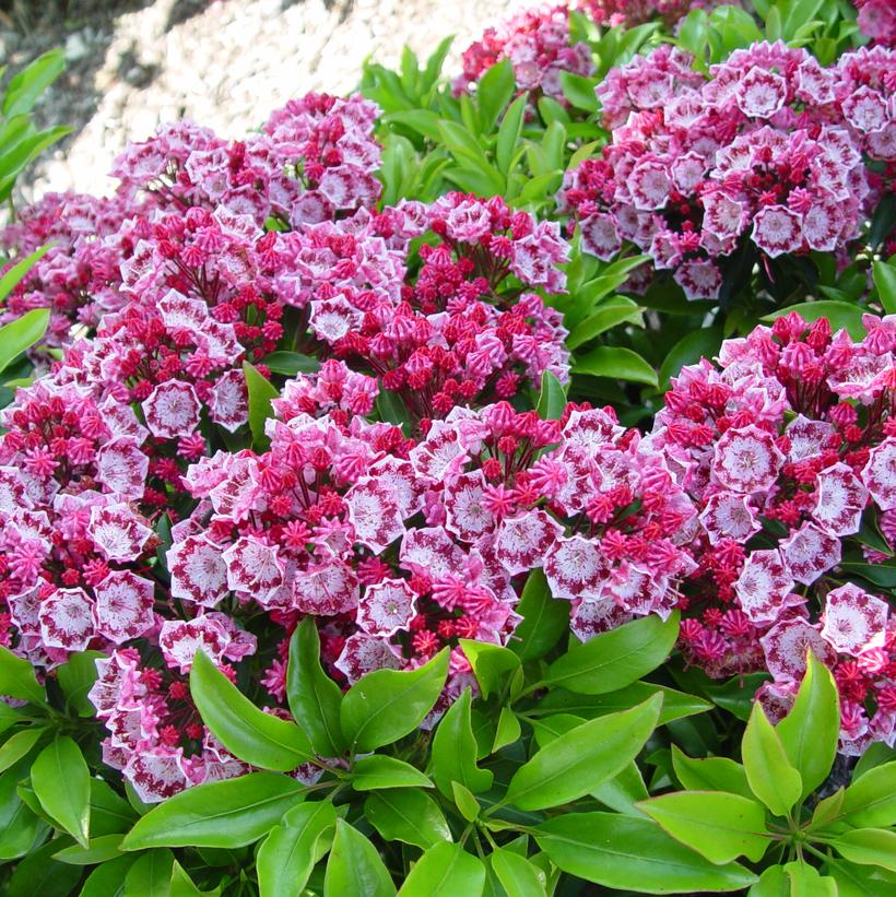 🌸 Kalmia latifolia – The Enchanting Forest Rose 🌸